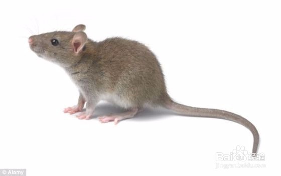 <b>#神器#家里有了这个捕鼠神奇，在也不担心老鼠了</b>