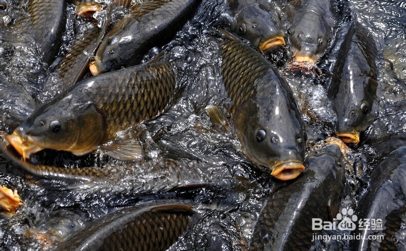与鸡肉相克的食物