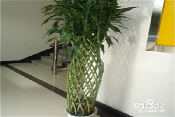 富贵竹应该怎么养殖?