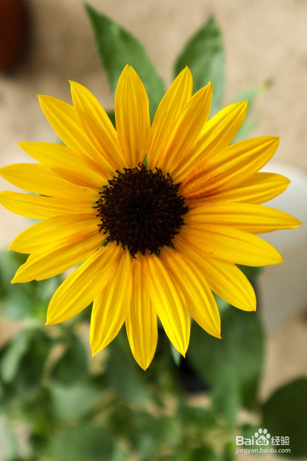 向日葵干花的制作方法