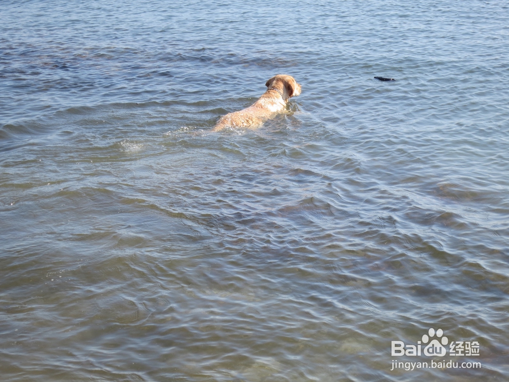 幼犬刚领回家要注意几点
