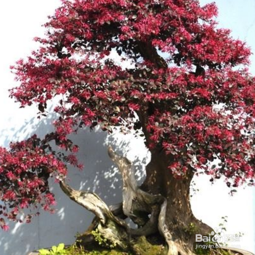 檵木的培育方法和注意事项