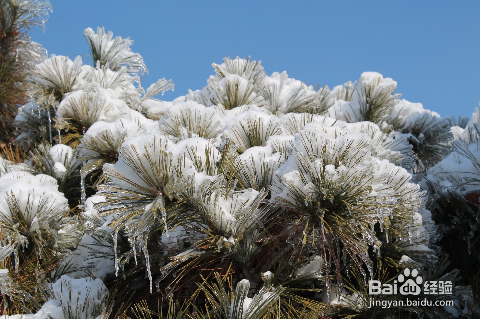 怎样用古诗形容长春2020年冬季第一场雪