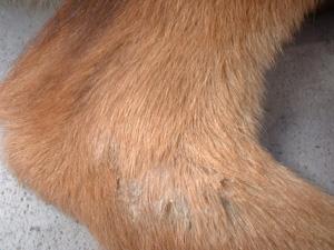 怎么知道狗狗生病了