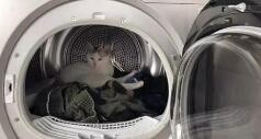 手机在洗衣机里洗了怎么办