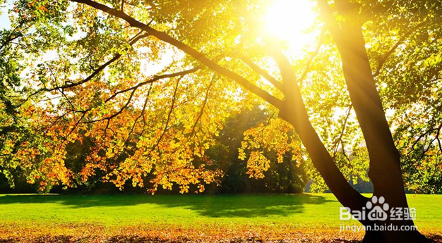 声乐作品的体裁差异