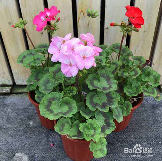 石蜡红盆栽怎么养