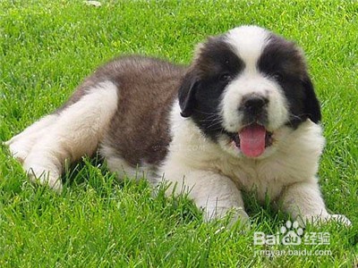 怎么训好一只狗狗