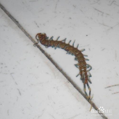 家里有蜈蚣怎么办 百度经验