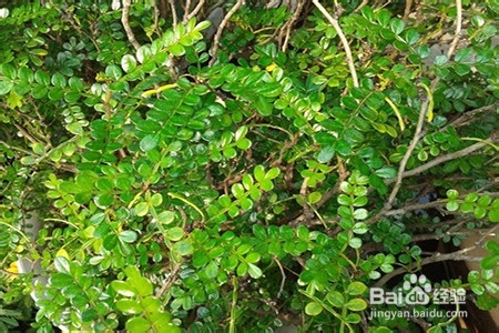 胡椒木的养殖方法和注意事项