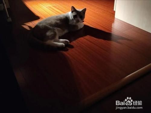 如何训练猫晚上不闹人