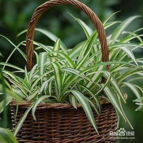 吊兰叶子干了怎么办？