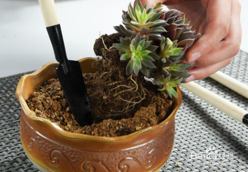 戒掉不良习惯,养花该如何规避风险?