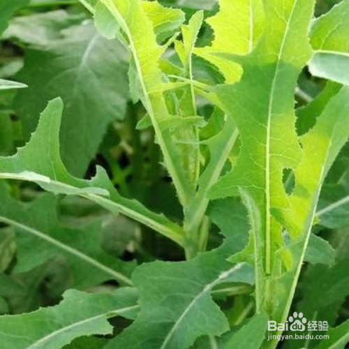 苣荬菜的培育方法和注意事项