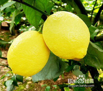 夏天吃什么可以防嗮