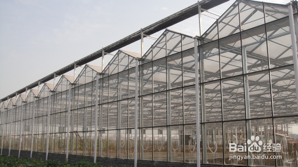 如何彻底清除温室中的白粉病