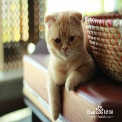 猫咪春季感冒怎么办