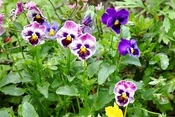 如何延长三色堇花期