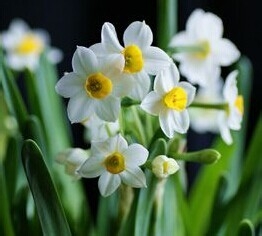 华东各省的省花的作用与价值