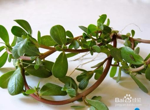 拔罐祛湿吗,拔罐祛湿效果好吗？