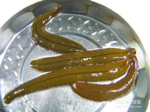 血管的清道夫金康道夫:关于水蛭