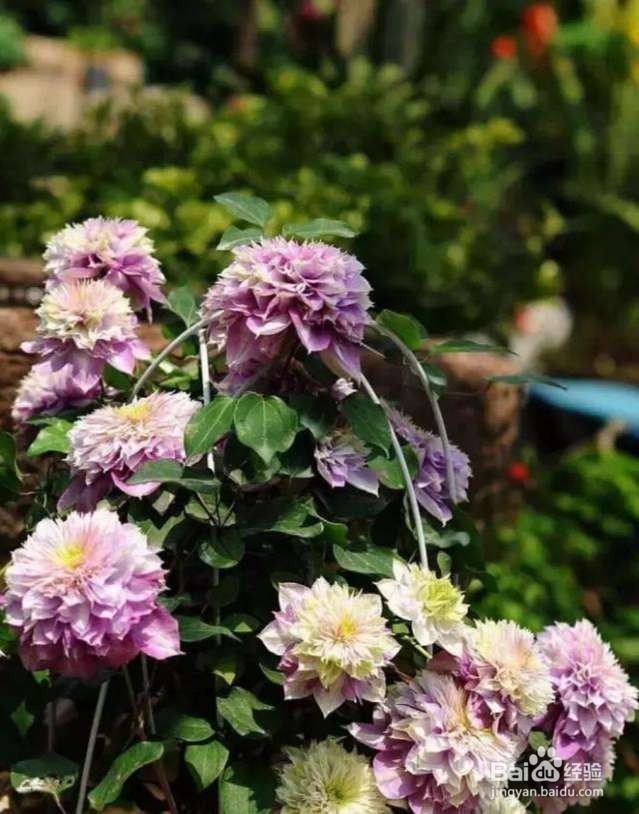 2种爬藤花,种一株,半年成花墙!