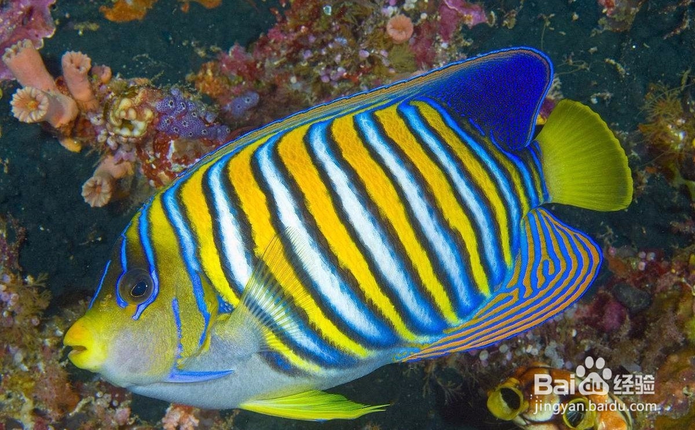 观赏鱼体质对疾病的抵抗力如何