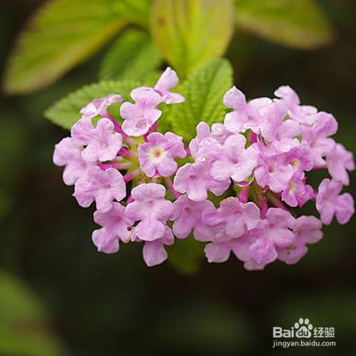 蔓马缨丹的种殖方法和注意事项