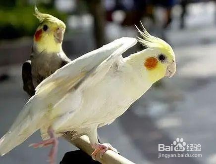 玄凤鹦鹉夏天怎样度过