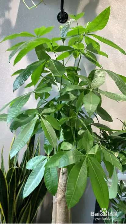 垃圾桶旁的花，捡回家剪两刀，半个月冒出新芽