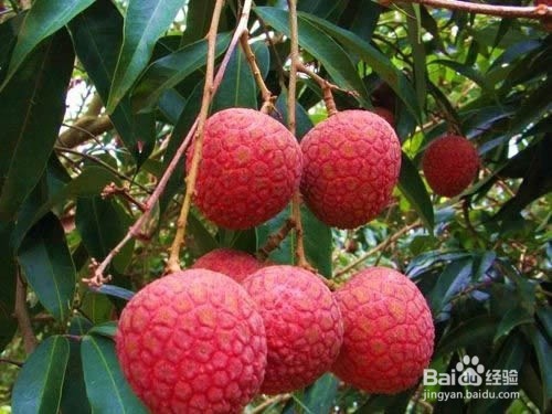 夏天吃什么水果比较好比较养身比较去火