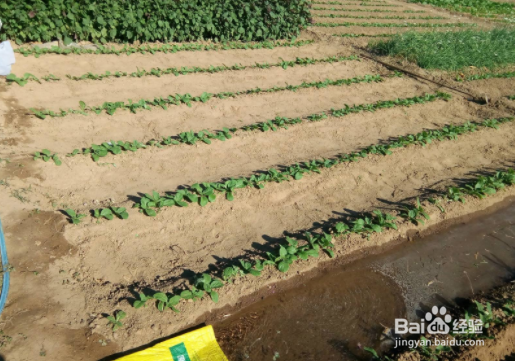 秋萝卜种植时间和方法?