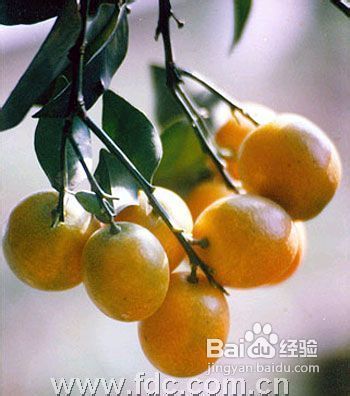 家居必备六大经久不衰的软装饰品