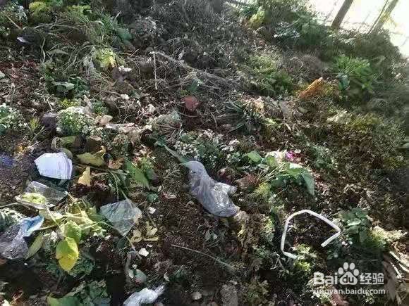 垃圾桶里一堆“贵货”花，丢人也要捡