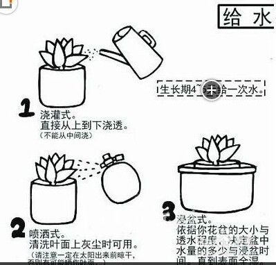 多肉种植步骤