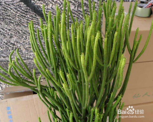 光棍树怎么养殖？