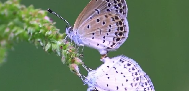 中国常见的蝴蝶种类有哪些