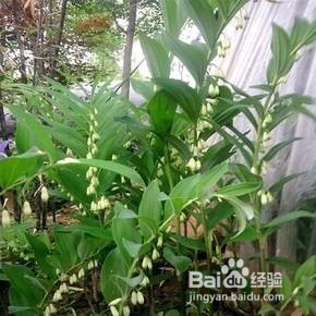 玉竹苗怎么培植