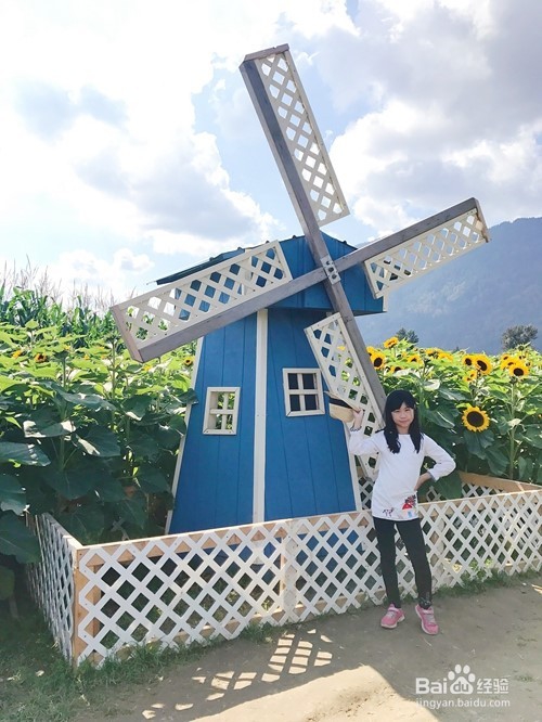 向日葵节Chilliwack Sunflower Festival