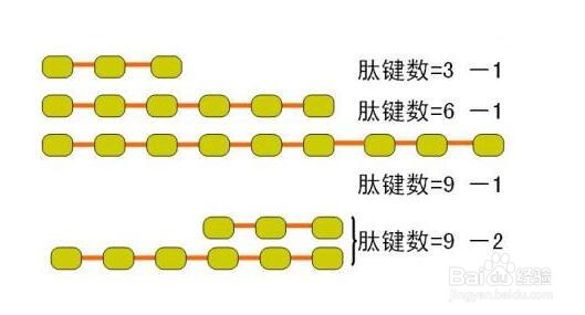 肽链数怎么看图解