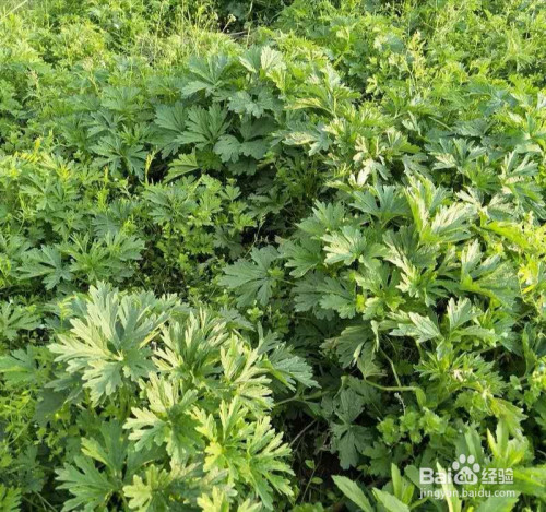 益母草的鉴别方法