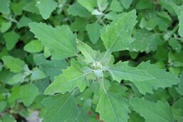 常见清热解毒野菜