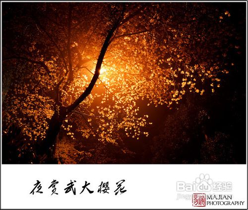 历史名校武汉大学赏樱游记攻略
