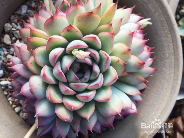 多肉植物怎么养--春夏秋冬四季怎么养多肉植物