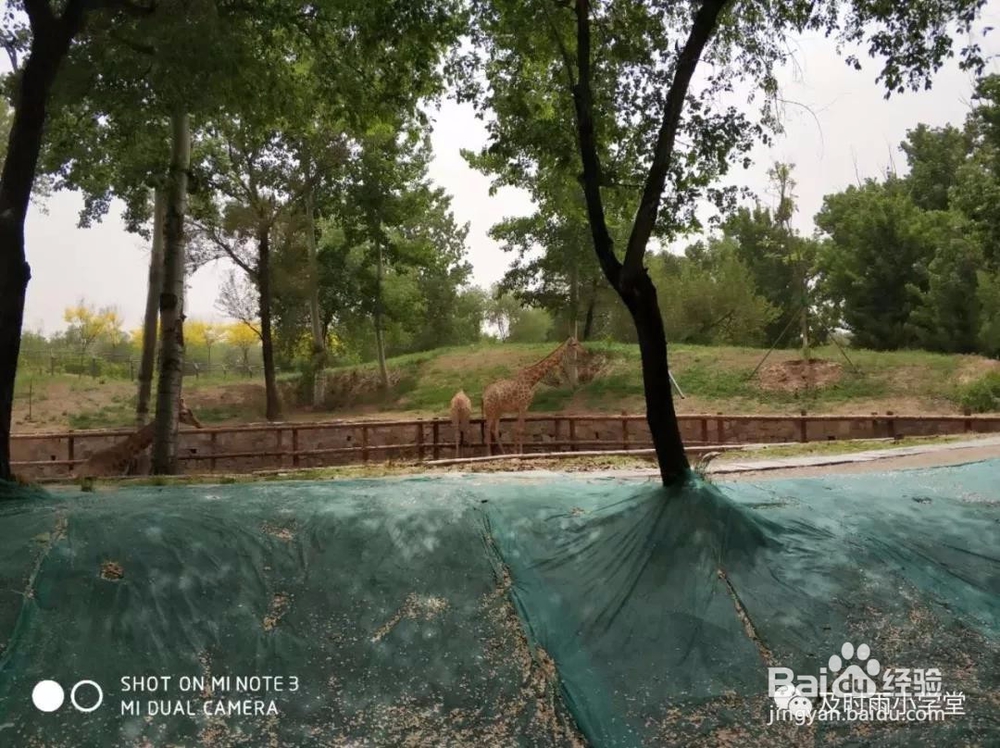 北京野生动物园一日游