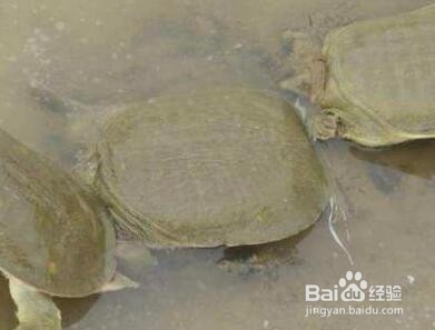 养甲鱼怎么养