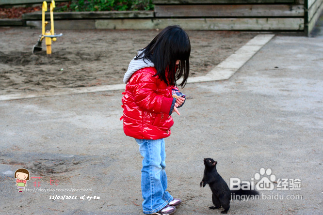 懒人菜蒜蓉烤青口&菲比喂小松鼠