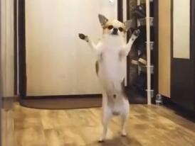 吉娃娃是什么性格的宠物？