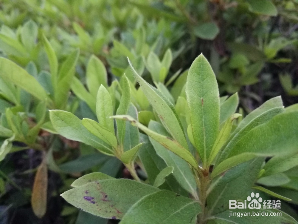 用华为P9如何拍出单反的感觉