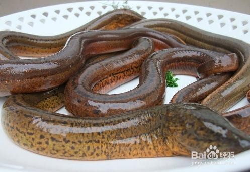 便秘怎么调理教你做豆瓣焖鳝鱼